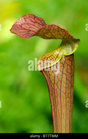 Cobra Lily (Darlingtonia californica, California pitcherplant), pianta carnivora Foto Stock
