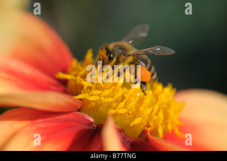 Il miele delle api (Apis spec.) raccogliere il polline di un fiore Foto Stock