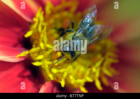 Honeybee (api spec.), raccogliere il polline di un fiore Foto Stock