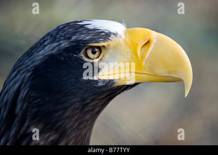 Ritratto di Steller's Sea Eagle (Haliaeetus pelagicus) Foto Stock