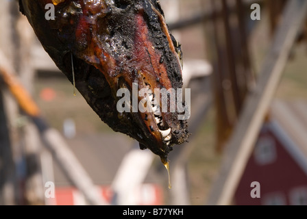 Asciugatura delle guarnizioni su una griglia per pesci Kangerluk, Groenlandia, Danimarca Foto Stock