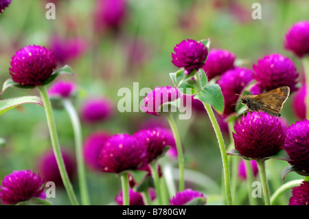 Gomphrena globosa 'tutto viola' Globe fiore di amaranto bloom fiore lilla viola Foto Stock