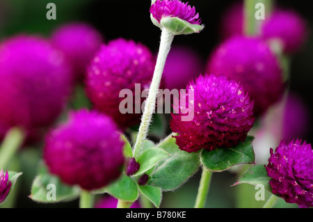 Gomphrena globosa 'tutto viola' Globe fiore di amaranto bloom fiore lilla viola Foto Stock