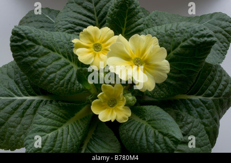 Hybrid Primrose - cresce in una pentola - giallo pallido fiore di primavera, con foglie. Foto Stock