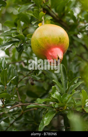 Il Melograno la maturazione dei frutti su un albero Foto Stock