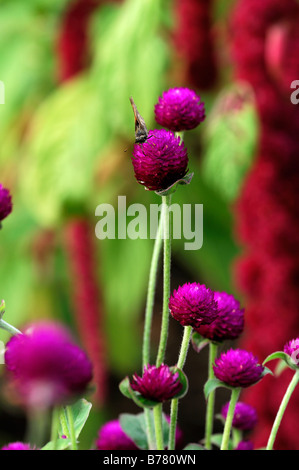 Gomphrena globosa 'tutto viola' Globe fiore di amaranto bloom fiore lilla viola Foto Stock