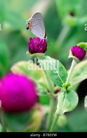 Grey Hairstreak Strymon melinus butterfly sip alimentazione bere il nettare di alimentazione su gomphrena globosa 'tutto viola' Globe Amaranto Foto Stock