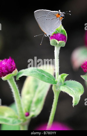 Grey Hairstreak Strymon melinus butterfly sip alimentazione bere il nettare di alimentazione su gomphrena globosa 'tutto viola' Globe Amaranto Foto Stock