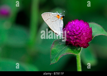 Grey Hairstreak Strymon melinus butterfly sip alimentazione bere il nettare di alimentazione su gomphrena globosa 'tutto viola' Globe Amaranto Foto Stock