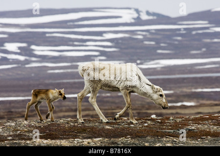 Renne europea, europeo Caribou Coffee Company (Rangifer tarandus tarandus), addomesticati femmina con vitello, Norvegia, Penisola Varanger Foto Stock