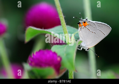 Grey Hairstreak Strymon melinus butterfly sip alimentazione bere il nettare di alimentazione su gomphrena globosa 'tutto viola' Globe Amaranto Foto Stock