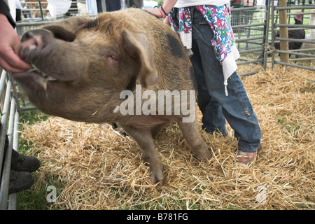 Oxford Sandy suino nero in penna Suffolk coltivatori mostra annuale Stonham fienili Suffolk Inghilterra Luglio 2008 Foto Stock