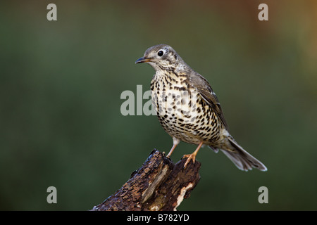 Mistle Thrush Turdus viscivorus arroccato su di frutti di bosco Foto Stock