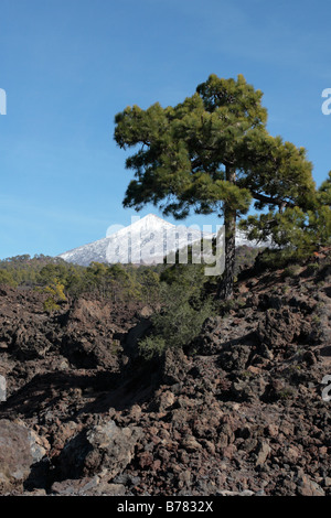Un pino delle Canarie che cresce dal magma campi nella parte anteriore di un cime del monte Teide Tenerife Isole Canarie Spagna Foto Stock