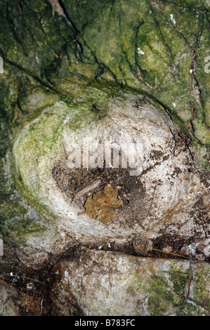 Grotta interno Grotta Paviland Gower West Glamorgan Wales UK Europa Foto Stock