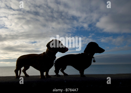 Due miniatura dachshunds stagliano cirrus nuvole sul lungomare di Brighton durante il loro di prima mattina passeggiata sul mare Foto Stock