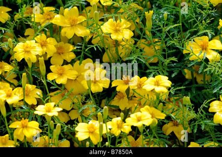 Tagetes Tenuifolia Limone Gem' signata pumila Signet Calendula fiore giallo fiore fiore pianta annuale Foto Stock