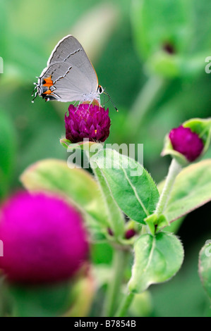 Grey Hairstreak Strymon melinus butterfly sip alimentazione bere il nettare di alimentazione su gomphrena globosa 'tutto viola' Globe Amaranto Foto Stock