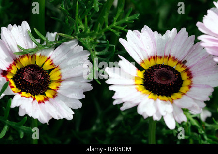 Chrysanthemum carinatum dipinto DAISY Merry miscela cultivar varietà annuale di colore dei fiori colori colori bloom Foto Stock