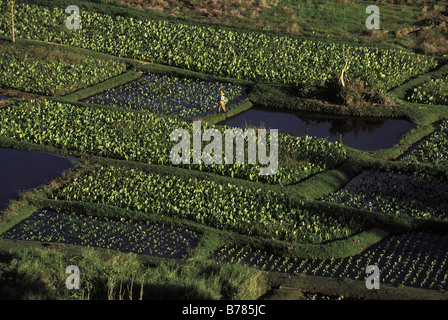 Un agricoltore lavora nel suo taro patch in Keanae, Maui, Hawaii. Foto Stock