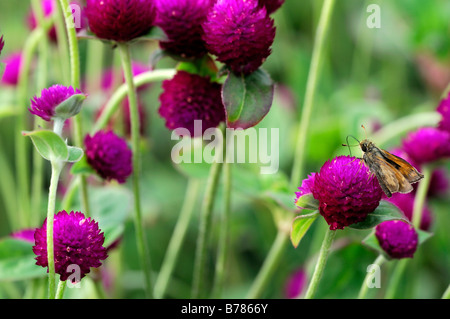 Gomphrena globosa 'tutto viola' Globe fiore di amaranto bloom fiore lilla viola Foto Stock