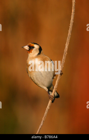 Cardellino carduelis carduelis appollaiato sul gambo teasel Foto Stock