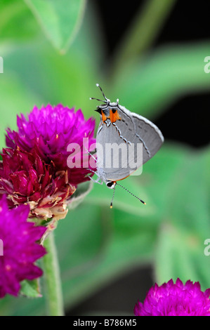 Grey Hairstreak Strymon melinus butterfly sip alimentazione bere il nettare di alimentazione su gomphrena globosa 'tutto viola' Globe Amaranto Foto Stock