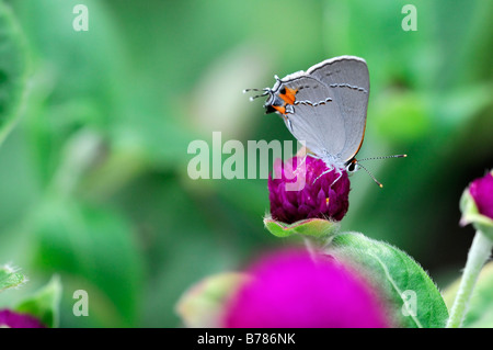 Grey Hairstreak Strymon melinus butterfly sip alimentazione bere il nettare di alimentazione su gomphrena globosa 'tutto viola' Globe Amaranto Foto Stock