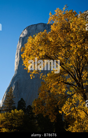 EL CAPITAN e un Live Oak tree in autunno il parco nazionale di Yosemite in California Foto Stock