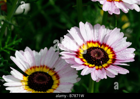 Chrysanthemum carinatum dipinto DAISY Merry miscela cultivar varietà annuale di colore dei fiori colori colori bloom Foto Stock