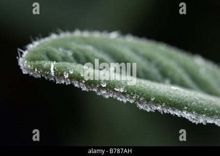 Verde foglia d'inverno delineato con cristalli di ghiaccio Foto Stock