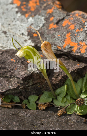 Nana Linguella Greenhood nana precedentemente Pterostylis nana fiore Mt Trio gamme di Stirling Parco Nazionale di Australia Occidentale Foto Stock