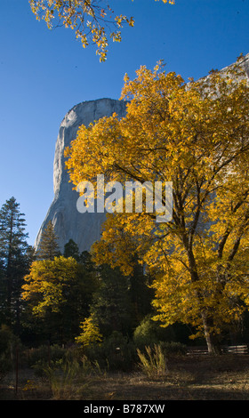 EL CAPITAN e alberi in autunno il parco nazionale di Yosemite CALIFORINA Foto Stock