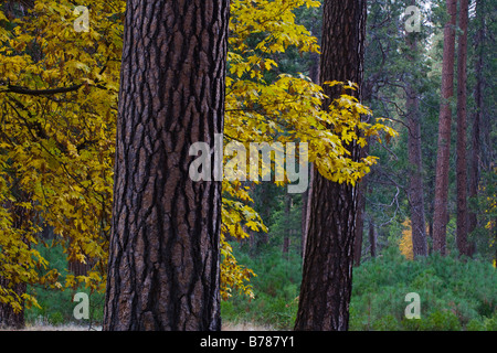 Alberi di acero a filo di colore giallo durante l'autunno il parco nazionale di Yosemite in California Foto Stock