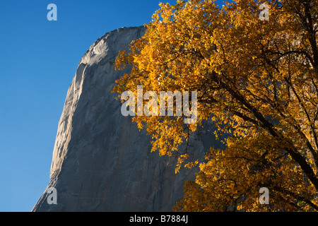 EL CAPITAN e un Live Oak tree in autunno il parco nazionale di Yosemite in California Foto Stock