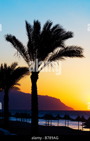 Tramonto tropicale e palmtree a sharm el sheikh egitto Foto Stock