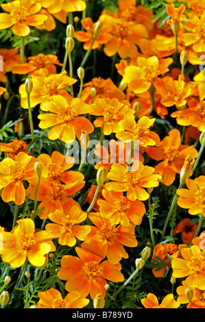 Tagetes Tenuifolia tangerine Gem signata pumila Signet francese Calendula fiore di arancia bloom fiore pianta annuale Foto Stock