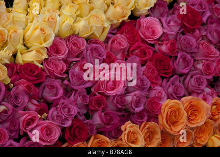 Rosa Bianco Peach rosa gialla arbusto perenne genere Rosa Rosaceae close up rose fiori naturali amore, bellezza, il giorno di San Valentino Foto Stock