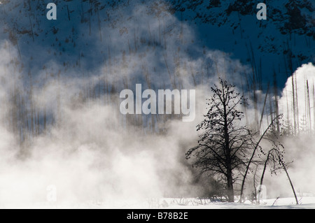 Vapore e albero, inverno, Upper Geyser Basin nei pressi della vecchia fedele, il Parco Nazionale di Yellowstone, Wyoming. Foto Stock