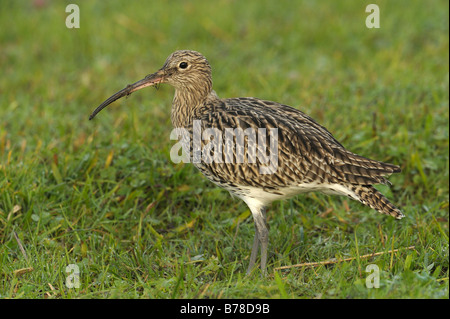 Eurasian Curlew (Numenius arquata), Paesi Bassi, Europa Foto Stock