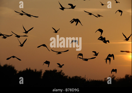 Starling europeo comune o Starling (Sturnus vulgaris) in volo prima del tramonto, Paesi Bassi, Europa Foto Stock