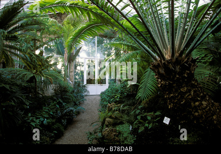 Serra delle palme, giardino botanico, Monaco di Baviera, Germania, Europa Foto Stock