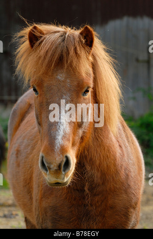 Cavallo islandese (Equus caballus ferus), ritratto Foto Stock