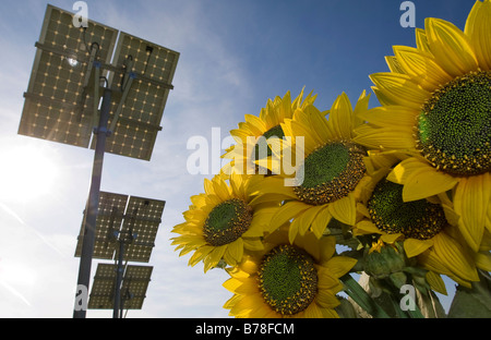 Alimentazione pulita, eco-energia da fonti di energia rinnovabili, girasoli, sullo sfondo dei collettori solari, pannelli solari guadagnando sun energy, Hess Foto Stock