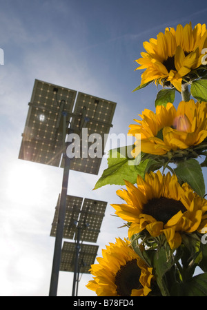 Alimentazione pulita, eco-energia da fonti di energia rinnovabili, girasoli, sullo sfondo dei collettori solari, pannelli solari guadagnando sun energy, Hess Foto Stock