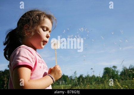 Ragazza 5 anni, soffiando blowballs, semi di tarassaco (Taraxacum officinale), Svizzera, Europa Foto Stock