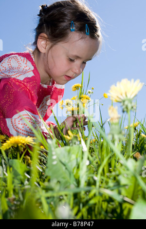 Ragazza giovane (6-7) la raccolta di fiori di dente di leone Foto Stock