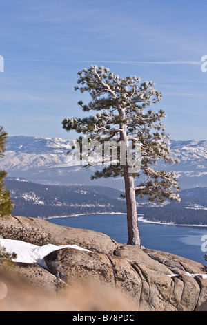 Un pino ricoperto di ghiaccio su un si affacciano sopra Donner Lago California in inverno Foto Stock