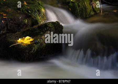 Germania Foresta Bavarese, Kleine Ohe, Cascata, Foglia di acero su roccia Foto Stock