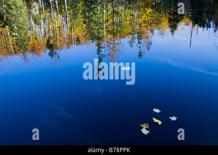 Germania Foresta Bavarese, alberi riflettendo sulla superficie dell'acqua Foto Stock